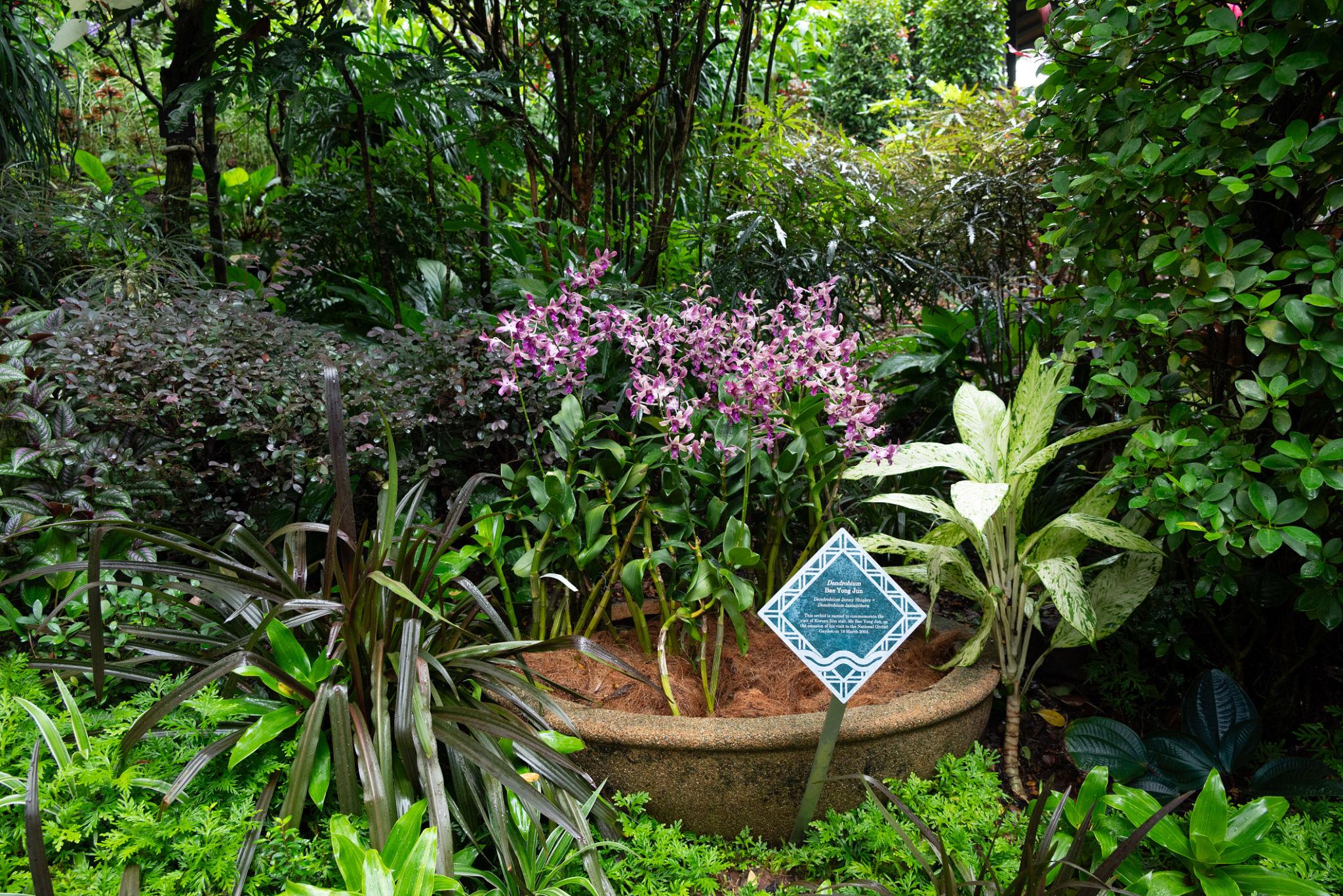 Stop and smell the roses at Singapore Botanic Gardens